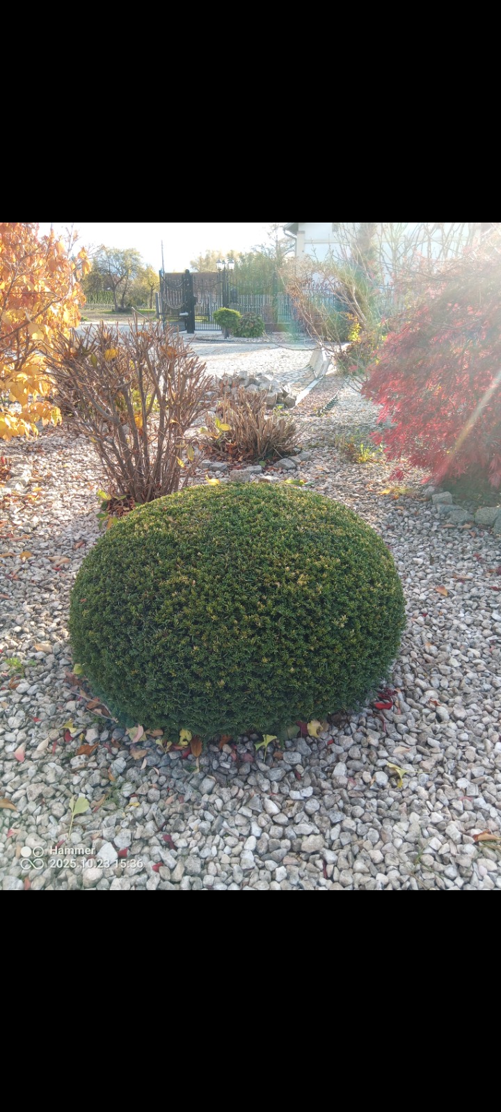 Kula z bukszpanu na tle kamiennego podłoża w ogrodzie. W tle widoczne krzewy i drzewa z jesiennymi liśćmi. Słoneczny dzień.