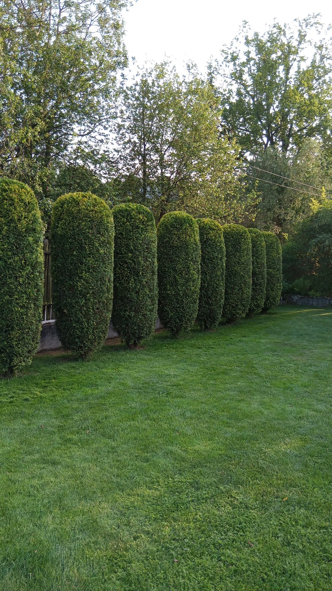 Równy rząd starannie przyciętych, wysokich żywotników zachodnich, tworzących zielony parawan w ogrodzie z soczystą trawą i drzewami w tle.