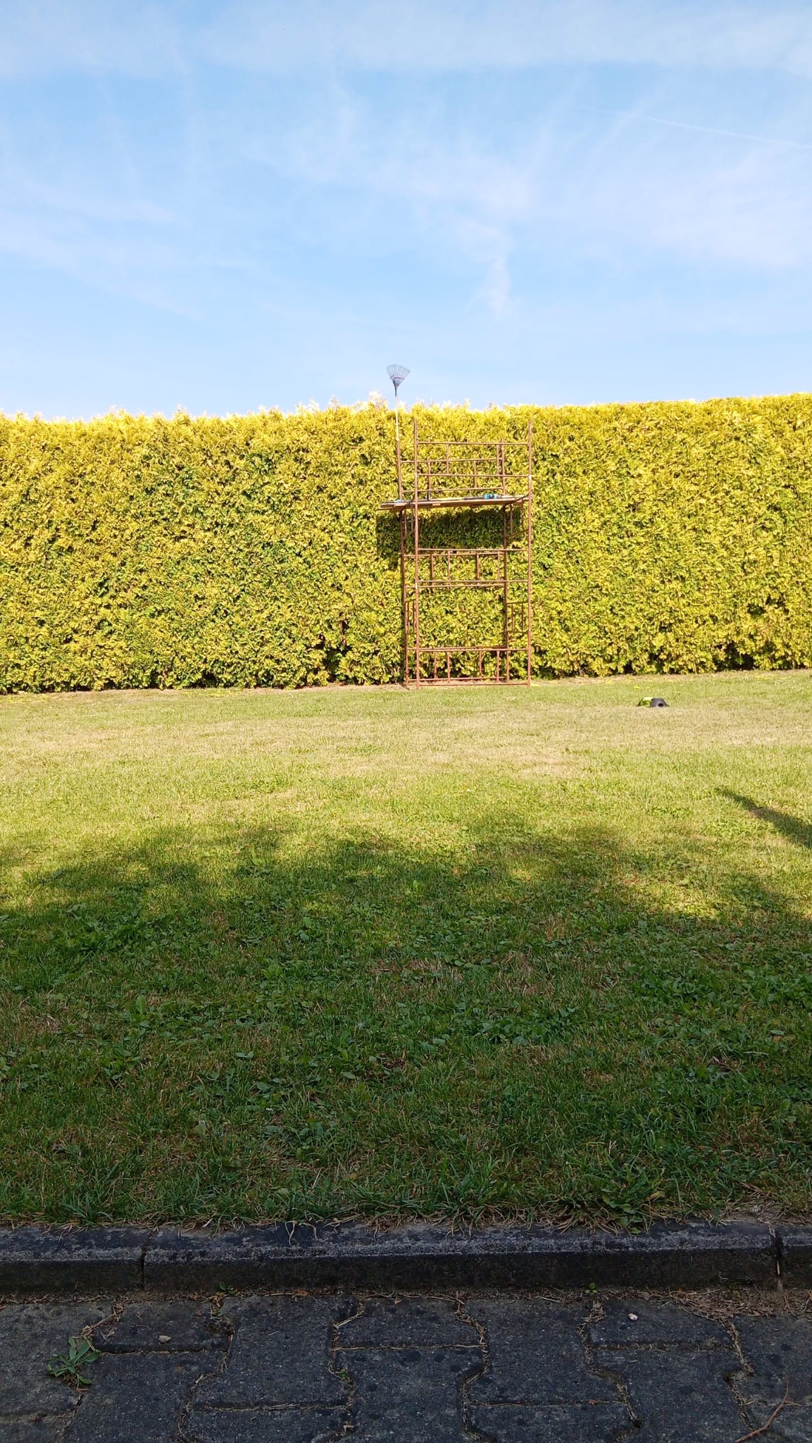 Zadbany ogród z równo przyciętym żywopłotem z tui, na tle zielonego trawnika. Metalowa konstrukcja drabiny oparta o żywopłot. Grabie wbite w żywopłot.