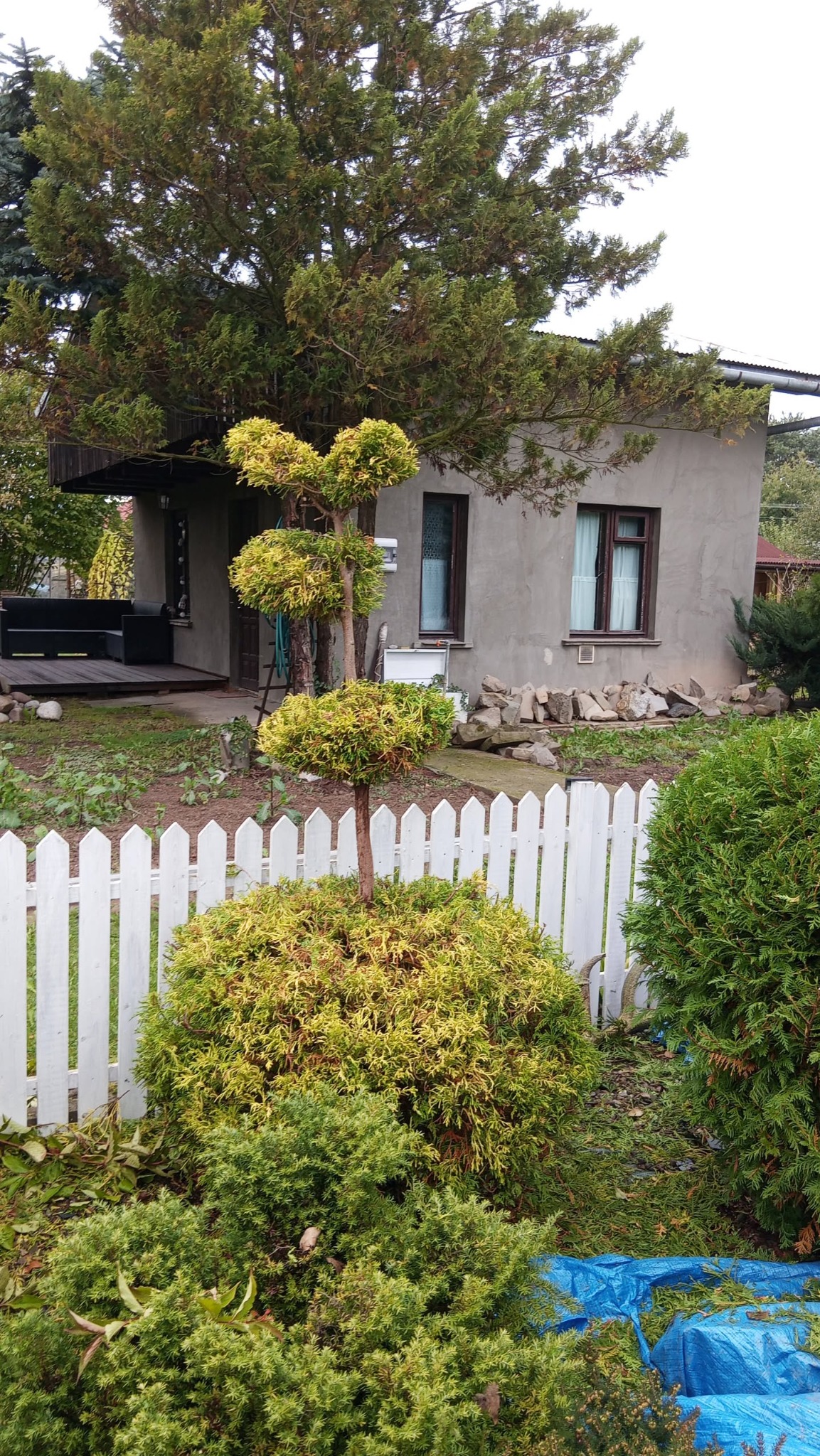 Ogród z formowanymi krzewami iglastymi, widoczne trzy kule na pniu. W tle dom z szarą elewacją i białe ogrodzenie. Część ogrodu wyłożona niebieską plandeką.
