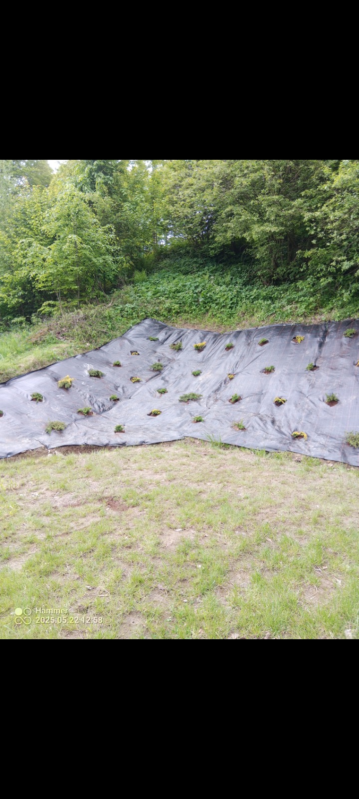 Sadzenie roślin na zboczu zabezpieczonym czarną agrowłókniną. Widoczne młode sadzonki i trawa. Tło stanowią drzewa i krzewy. Ujęcie z dołu, podkreślające nachylenie terenu.