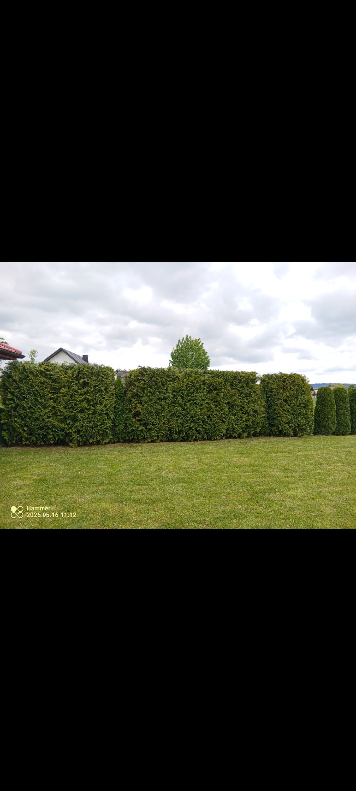 Równy szpaler strzyżonych, ciemnozielonych żywotników zachodnich tworzy gęsty żywopłot na tle zielonego trawnika i zabudowań. Regularne kształty krzewów.