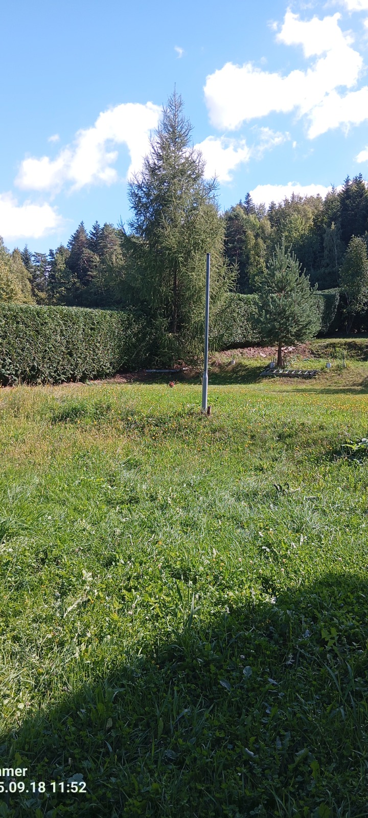 Widok na ogród z wysoką trawą, drzewami iglastymi i równo przyciętym żywopłotem w tle, oświetlony jasnym, naturalnym światłem słonecznym.