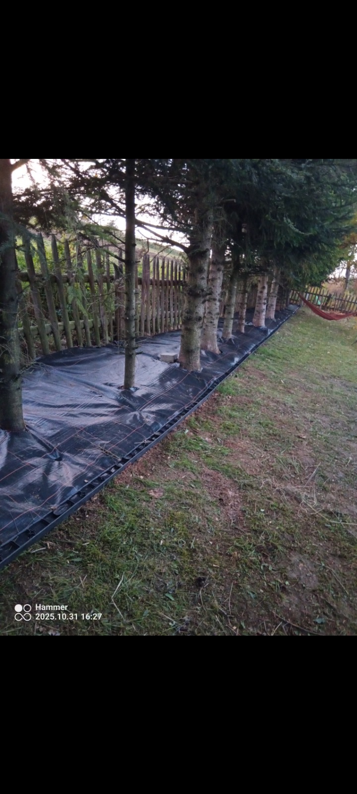 Rząd młodych drzewek iglastych posadzonych w rzędzie, zabezpieczonych czarną agrowłókniną i obrzeżem trawnikowym. W tle drewniany płot i fragment hamaka.