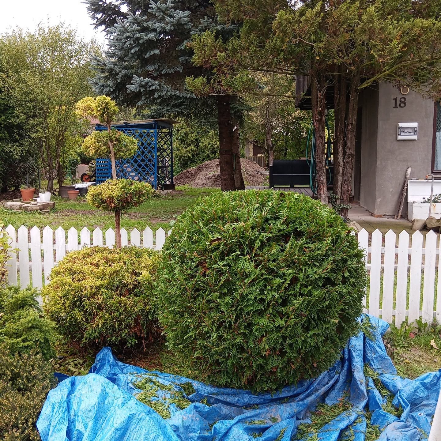 Ogród po formowaniu krzewów iglastych, z widocznymi ściętymi gałązkami na niebieskiej plandece. W tle białe ogrodzenie i dom z numerem 18.