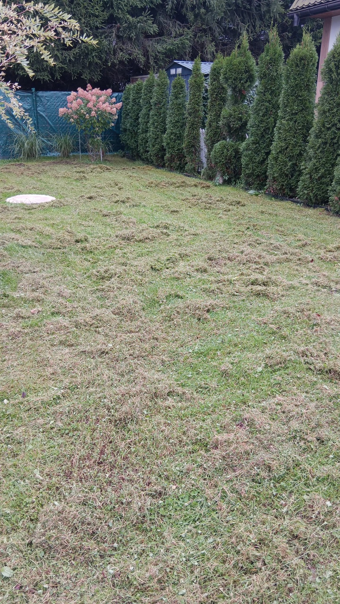 Trawa po koszeniu z widocznymi resztkami skoszonej trawy, w tle rząd tuj i kwitnący krzew hortensji bukietowej. Widok na ogród po zabiegu koszenia.