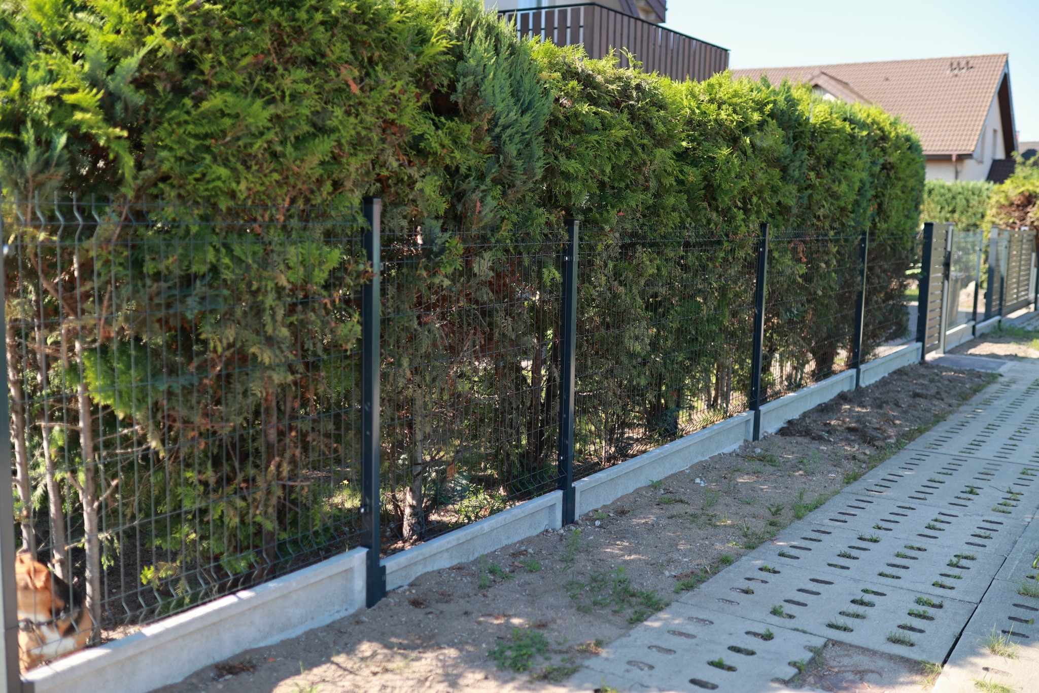 Panelowe ogrodzenie w kolorze grafitowym z podmurówką, przysłonięte żywopłotem. Widoczny fragment chodnika z ażurowych płyt i fragment psa w lewym dolnym rogu.