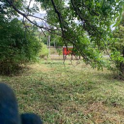 M&W Transport - Świeżo skoszona trawa na działce, widok zza drzewa. W tle ogrodzenie i budynek. Ślady po koszeniu widoczne na całej powierzchni trawnika.