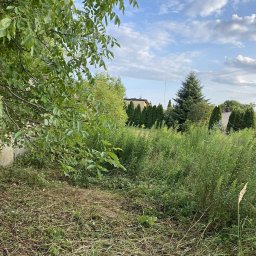 M&W Transport - Zarośnięty ogród z wysoką trawą i chwastami, widok na tuję i dom w tle pod błękitnym niebem z chmurami. Zaniedbany teren przed koszeniem.