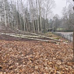 Wycinka drzew Zapolice 1