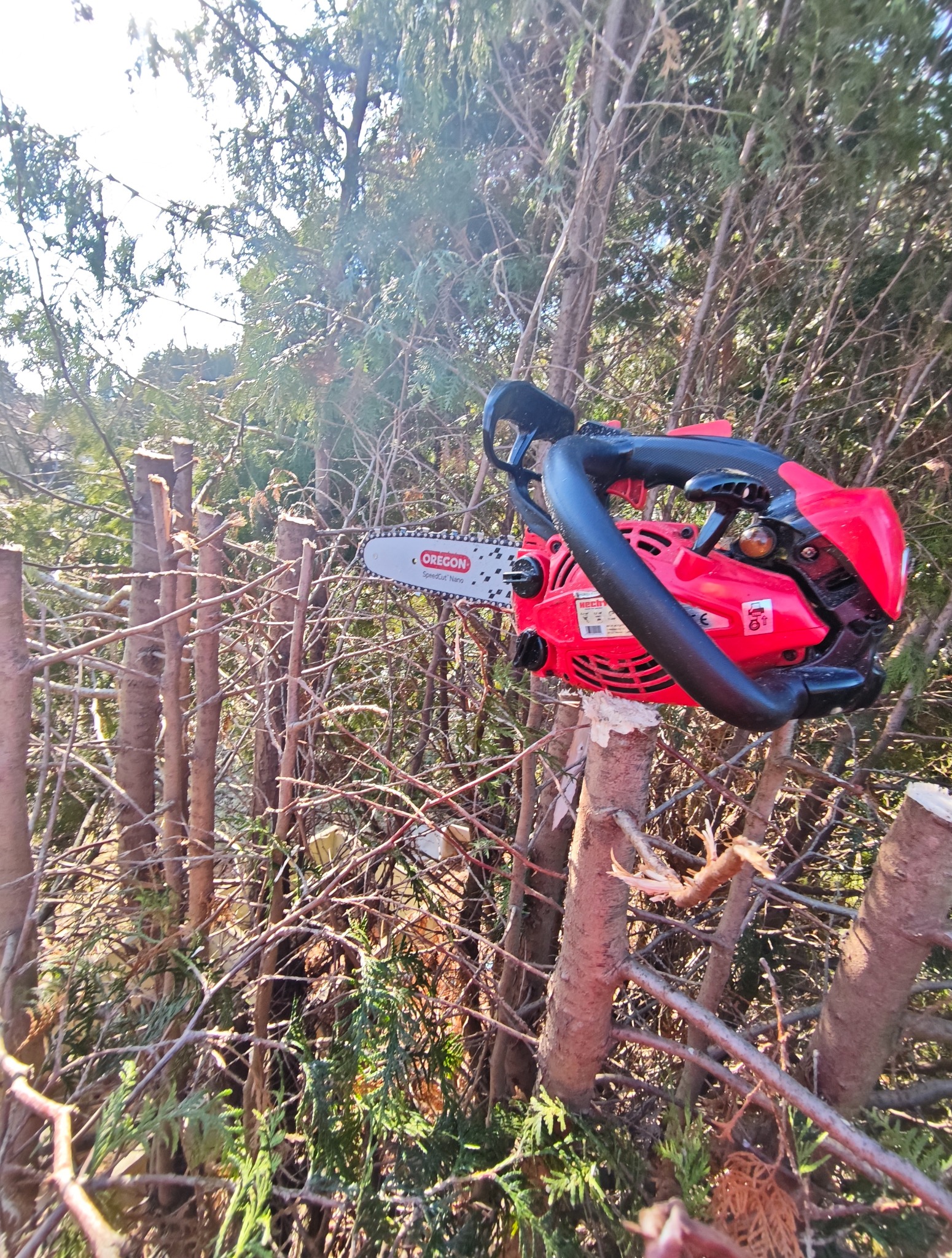 Czerwona piła spalinowa Oregon na pniu po wycince drzew, w tle gęste gałęzie. Widoczne świeżo ścięte pnie i gałęzie, sugerujące prace związane z wycinką lub pielęgnacją drzew.