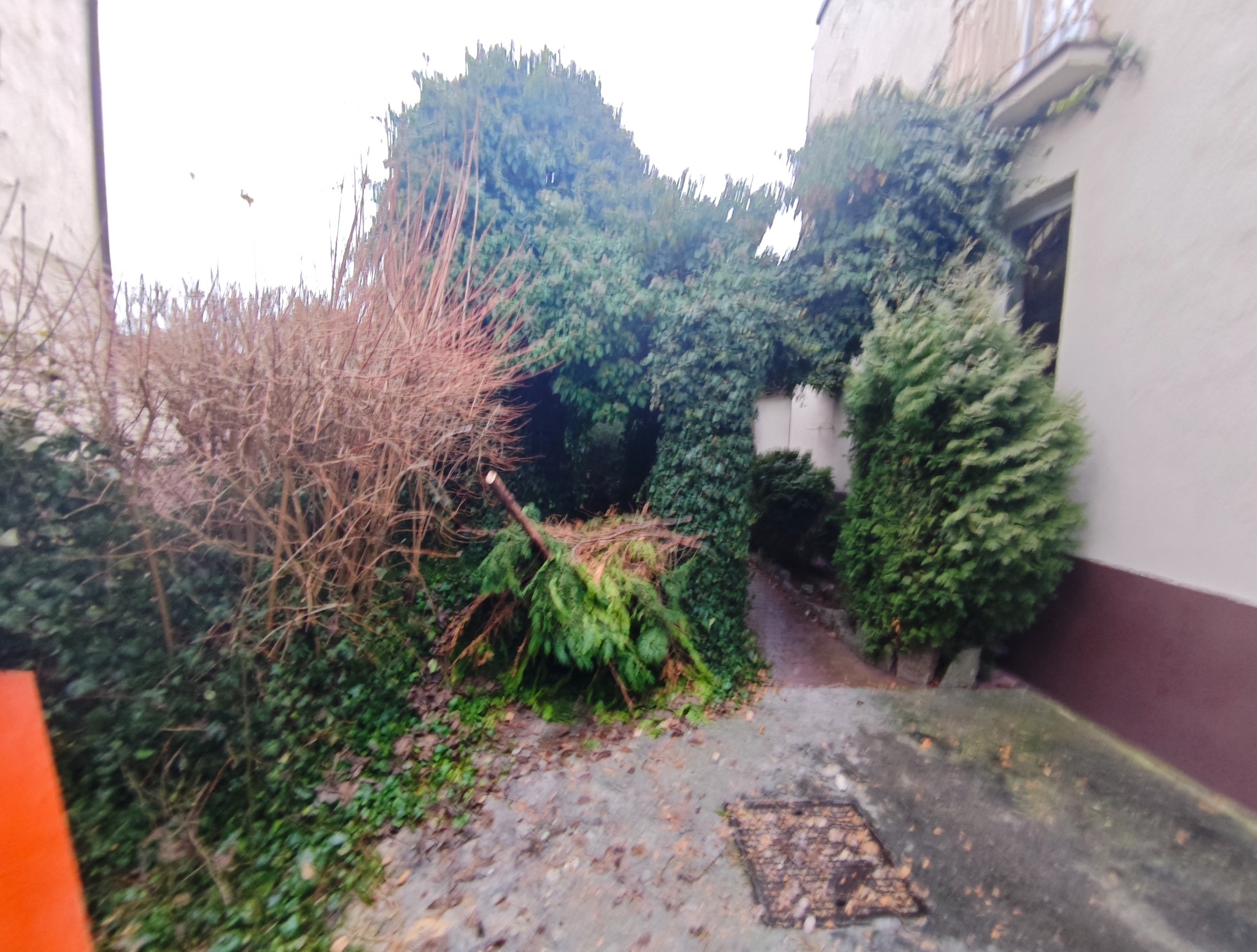 Świeżo ścięta gałąź leży na ziemi obok krzewu i ścieżki porośniętej bluszczem. Widoczny budynek w tle. Prace ogrodowe po wycince.