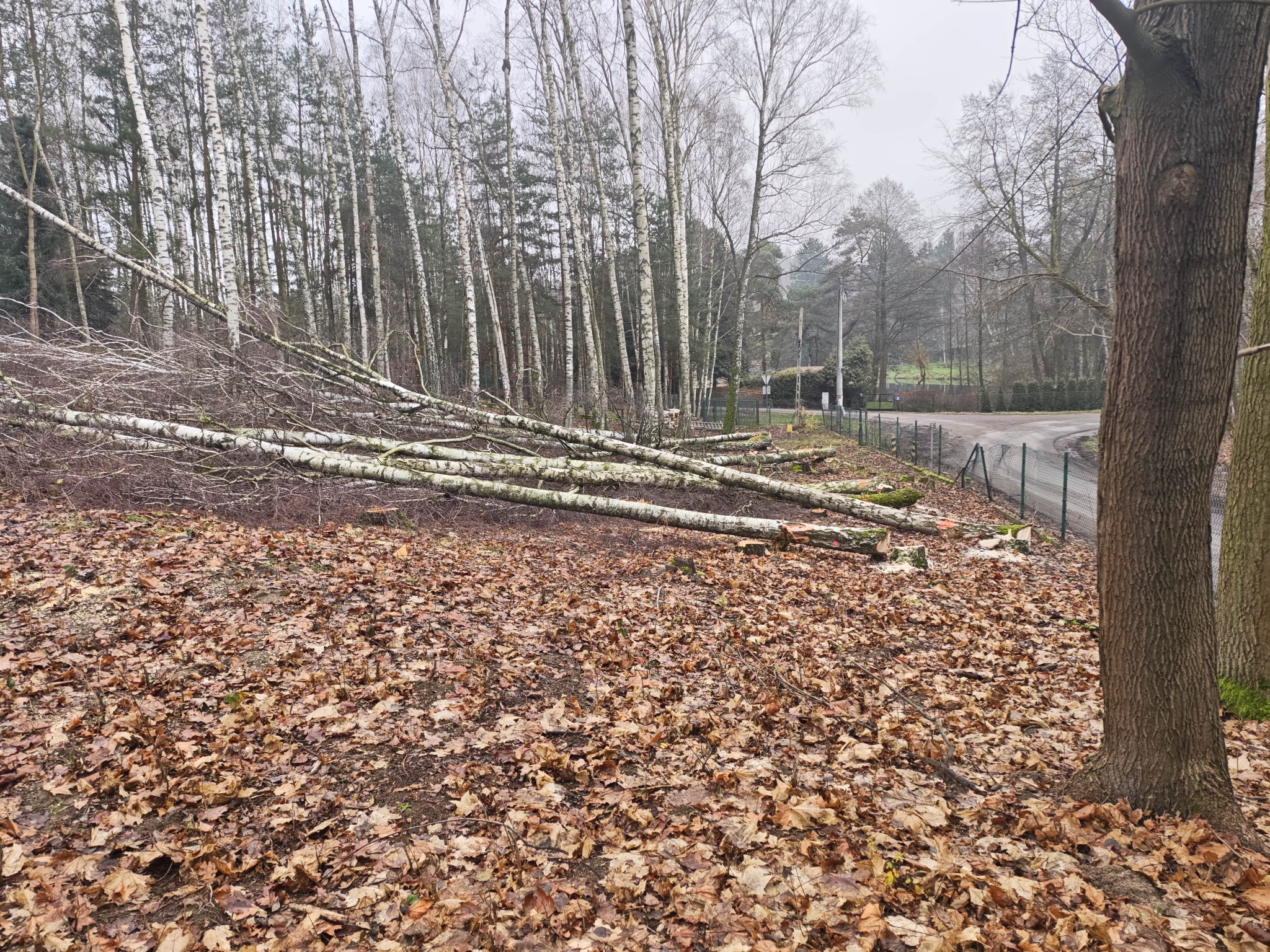 Powalone brzozy w lesie po wichurze, widoczne pnie i gałęzie na tle drzew i opadłych liści. Ślady cięcia na pniach sugerują interwencję.