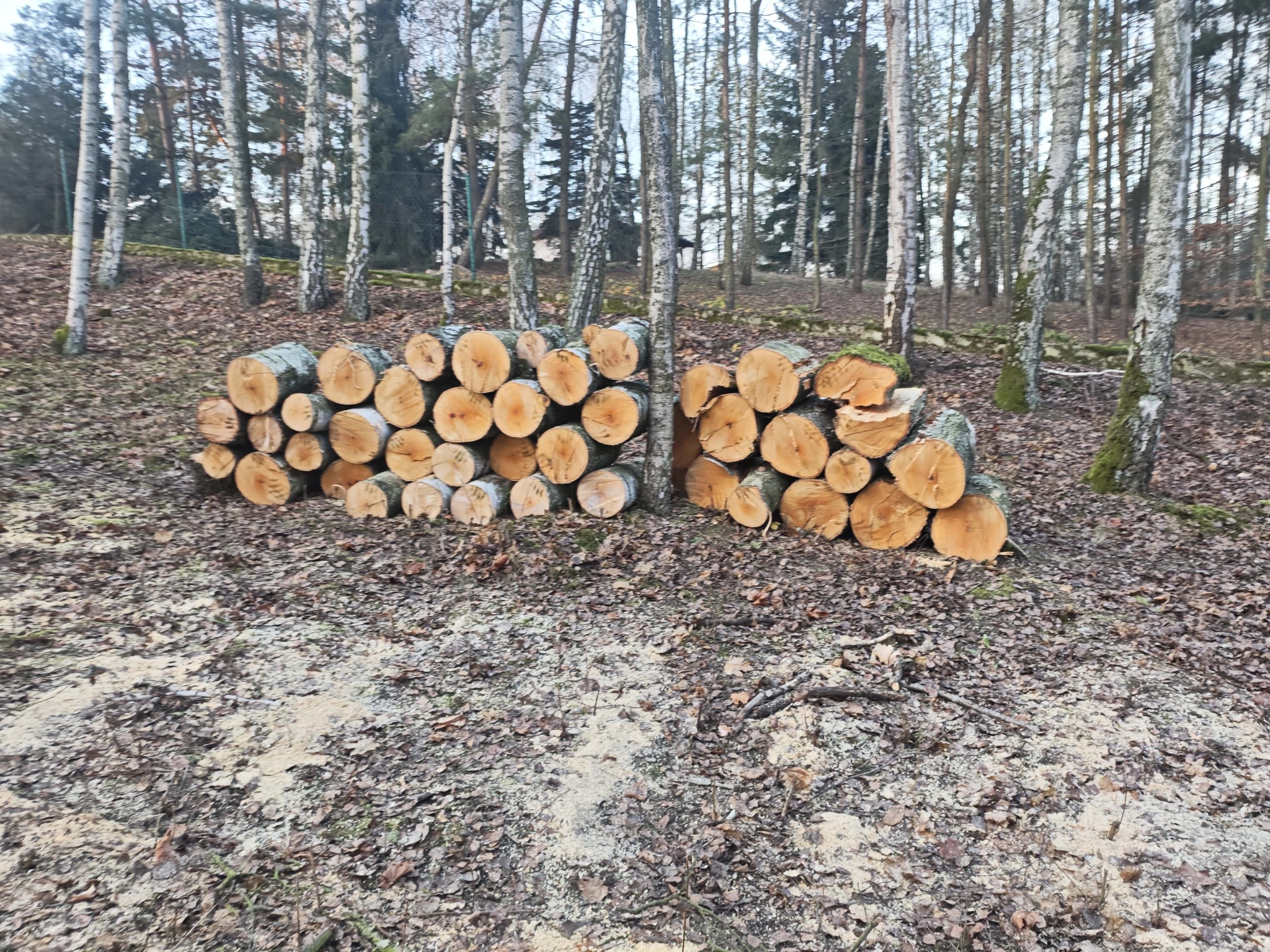 Dwa stosy świeżo ściętych, pociętych kloców drewna w lesie brzozowym, otoczone opadłymi liśćmi i trocinami. Widoczne pnie drzew w tle.
