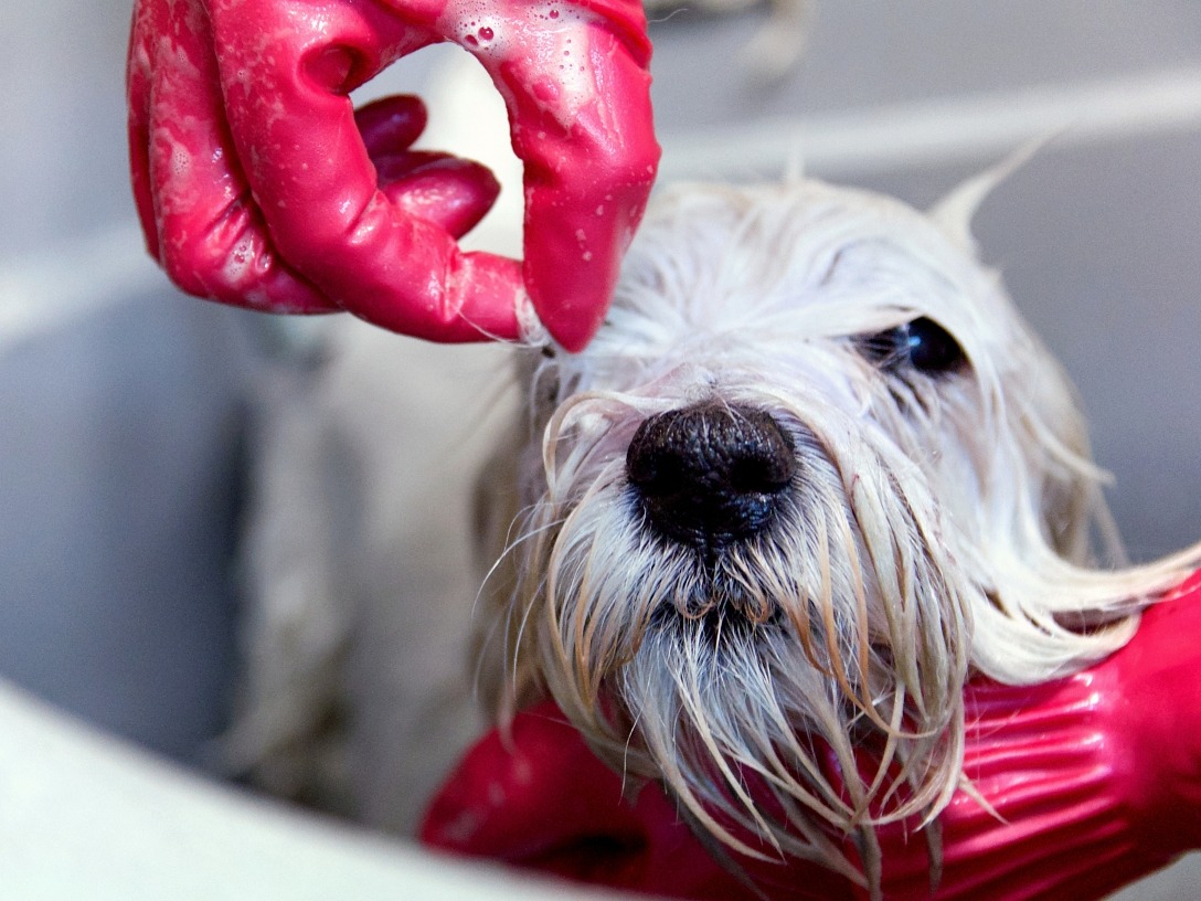 Pies rasy West Highland White Terrier podczas kąpieli, myty przez osobę w różowych rękawicach. Widoczne mydliny i mokra sierść.