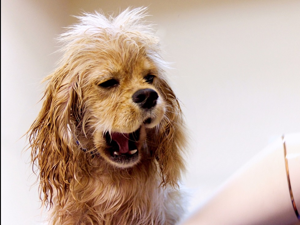 Rozczochrany, mokry spaniel w trakcie suszenia sierści, z otwartym pyskiem, ukazujący różowy język i białe zęby. Widoczny fragment suszarki.