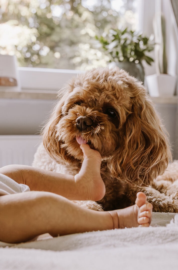 Uroczy cockapoo liże stopę dziecka na jasnym tle. W tle okno i roślina doniczkowa. Ciepłe, naturalne światło. Bliski kadr, intymna chwila.