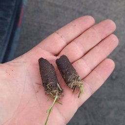 Bartosz Wściseł Pielęgnacja Zieleni - Wykorki po aeracji trawnika aeratorem Weibang