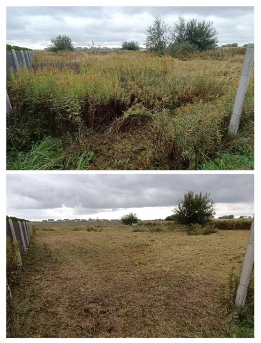 Karczowanie wysokich traw karczownicą bijakową, koszenie ze zmieleniem