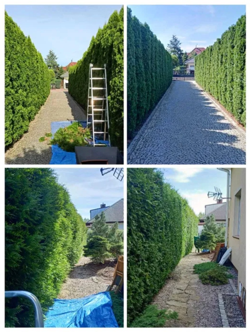 Skracanie żywopłotów z wysokości