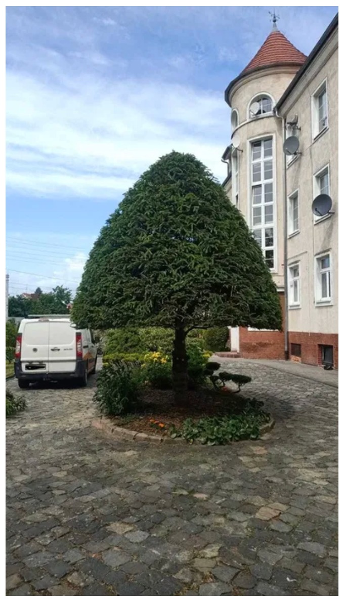 Przycinanie drzew/formowanie