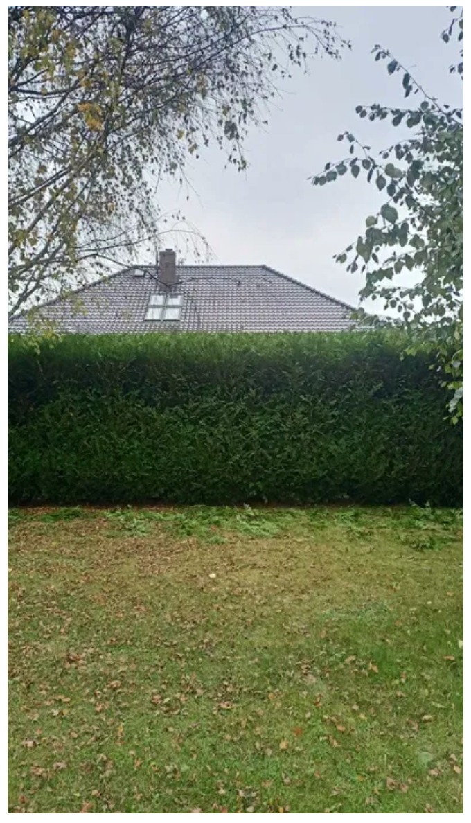 Przycinanie żywopłotów