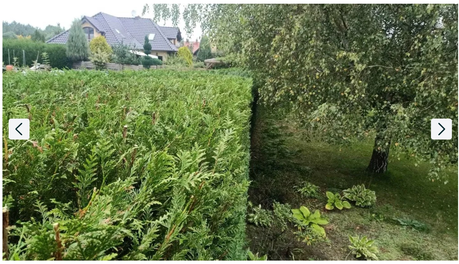 Równy, zielony żywopłot z widocznymi śladami przycinania, obok drzewo liściaste i trawnik. W tle dom jednorodzinny.