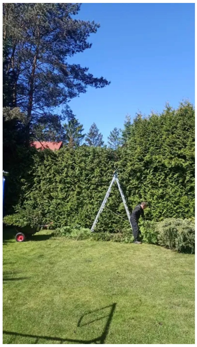 Ścinanie żywopłotów z dużej wysokości