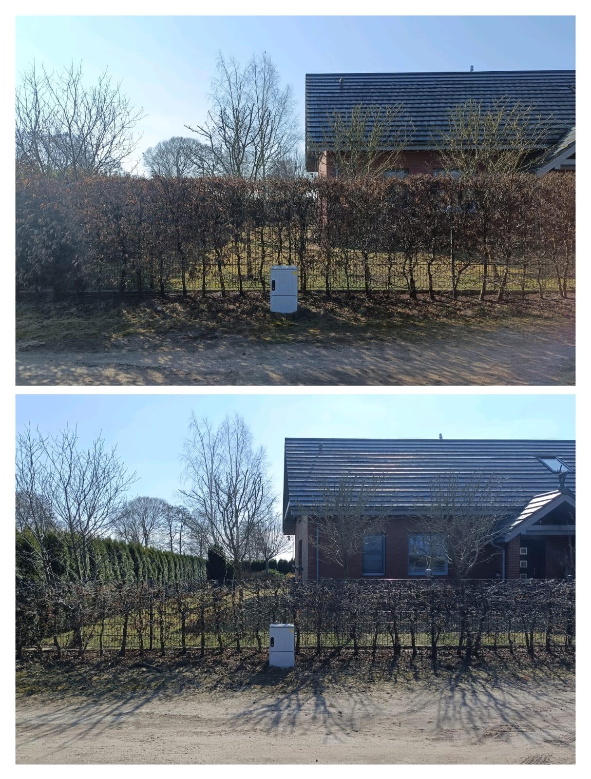 Ścinanie z wysokości żywopłotów, żywopłot grabowy