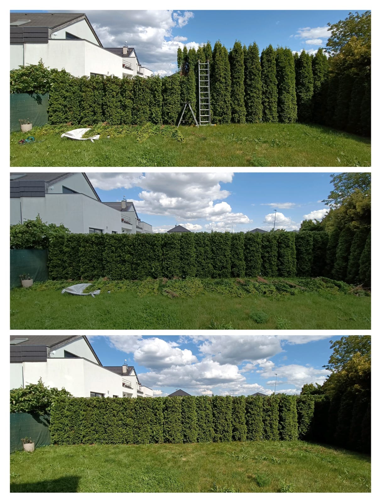 Ścinanie z wysokości żywopłotów, żywopłot z tui szmaragd