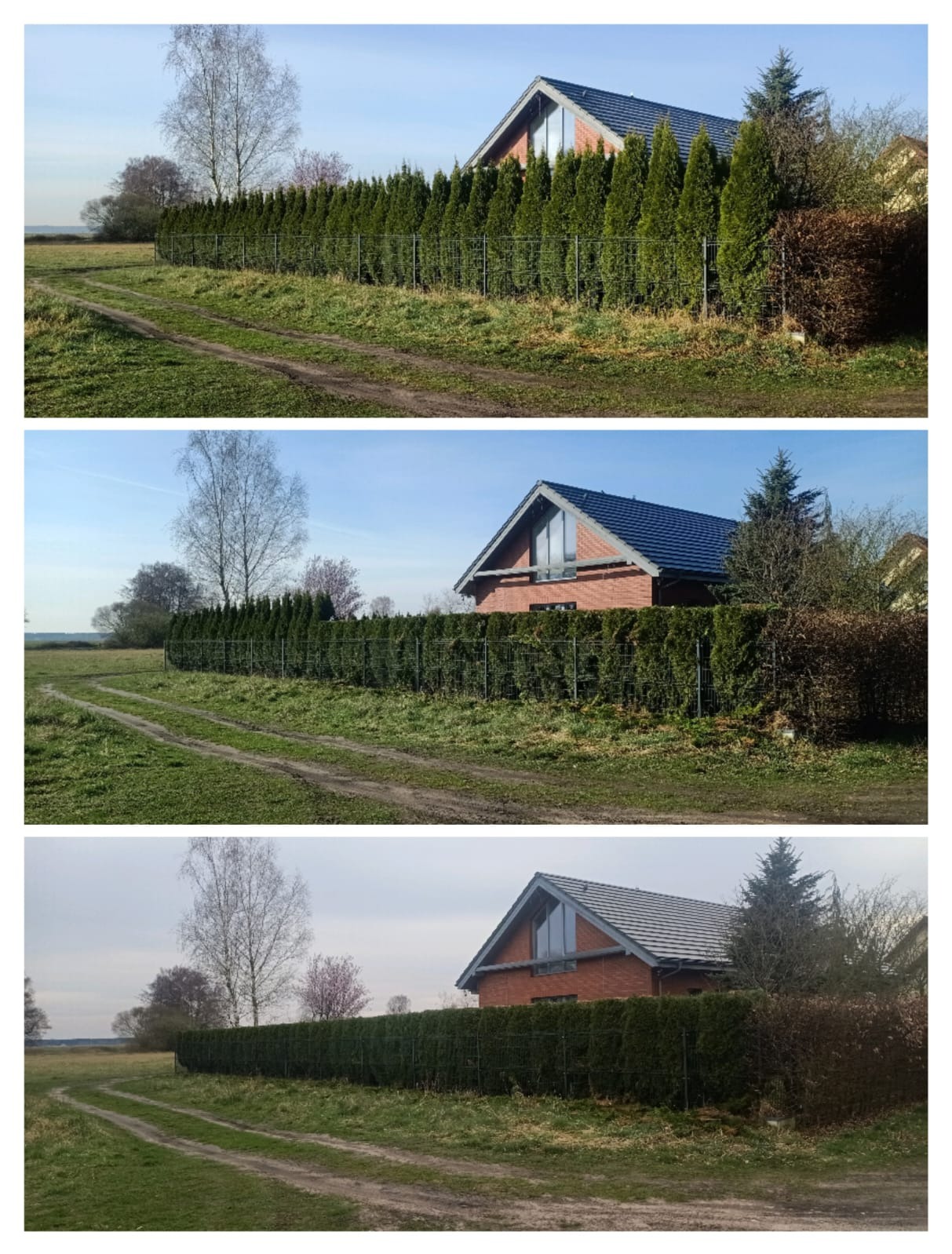 Równy, wysoki żywopłot z tui szmaragd okalający posesję z nowoczesnym domem. Widoczne ślady po cięciu. Trawa i polna droga na pierwszym planie.