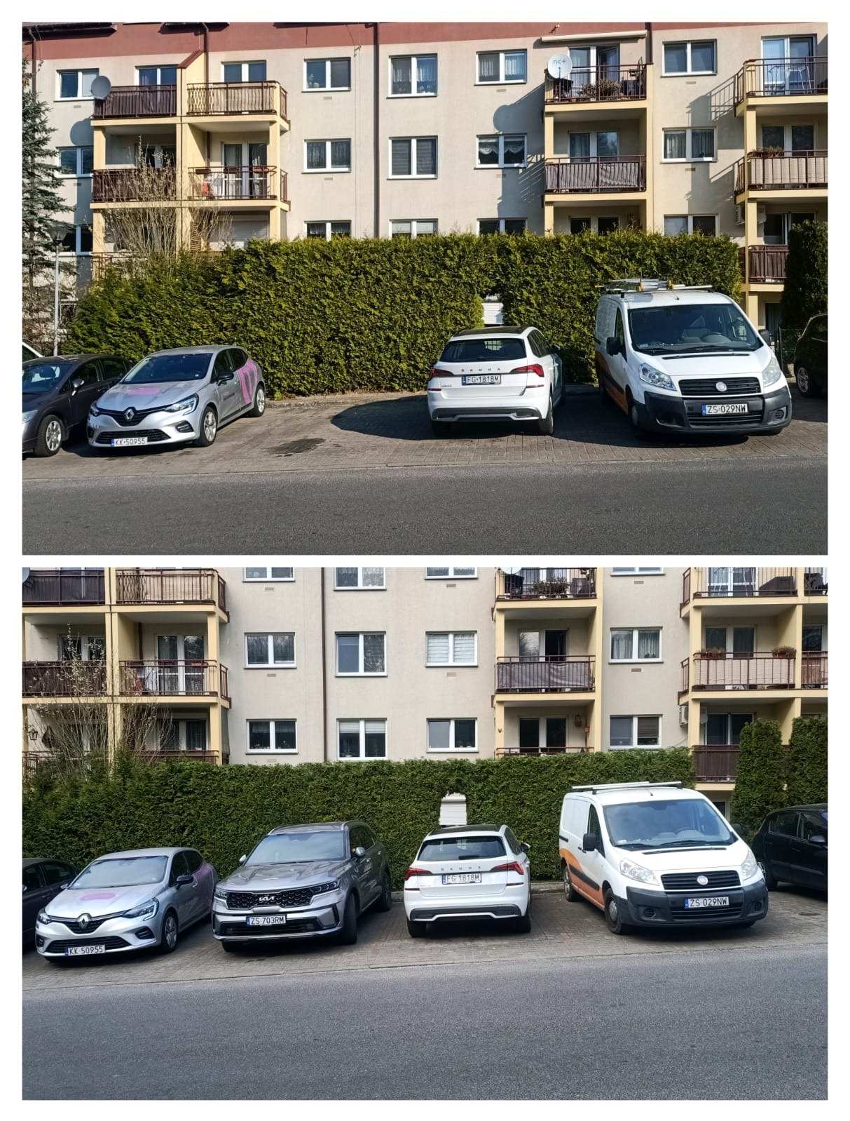 Ścinanie z wysokości żywopłotów, żywopłot z tui brabant