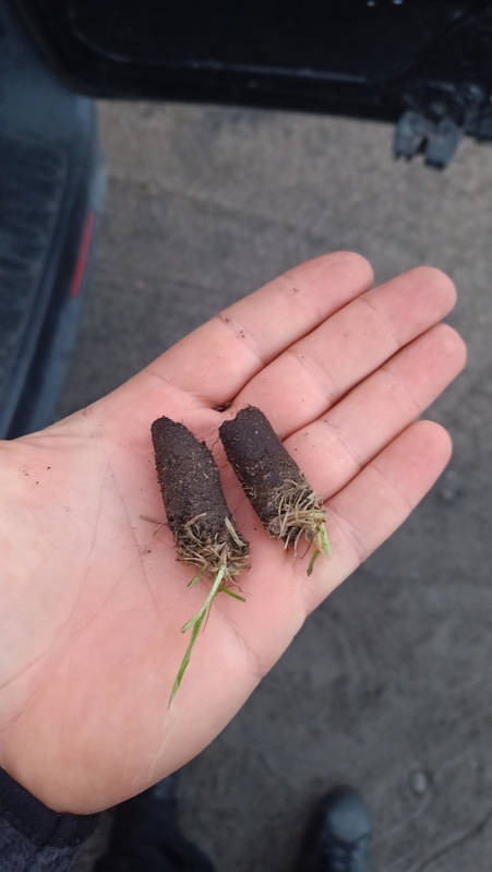 Wykorki po aeracji trawnika aeratorem Weibang