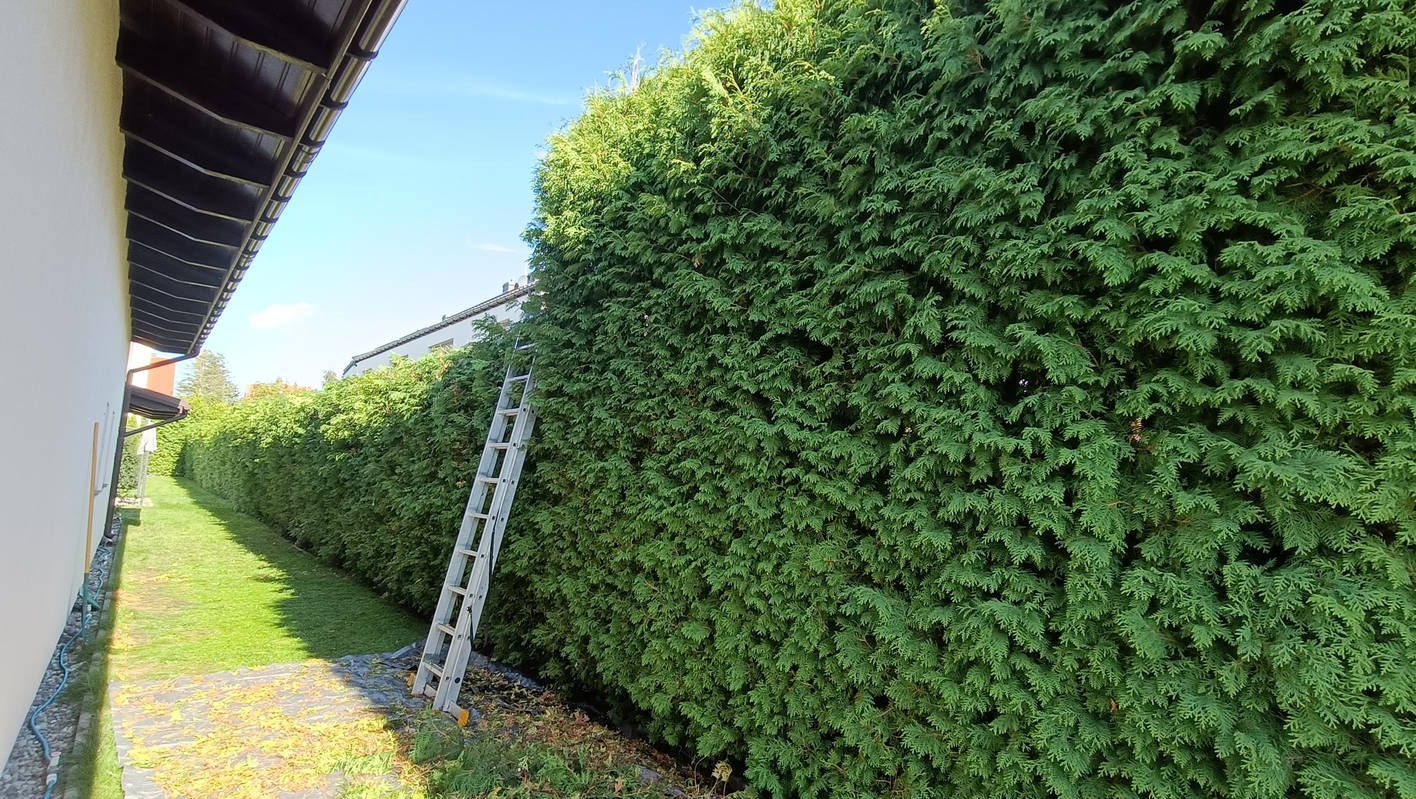 Wysoki, gęsty żywopłot z drabinką opartą o niego, świeżo przycięty fragment żywopłotu na trawie, boczny widok, jasne niebo.