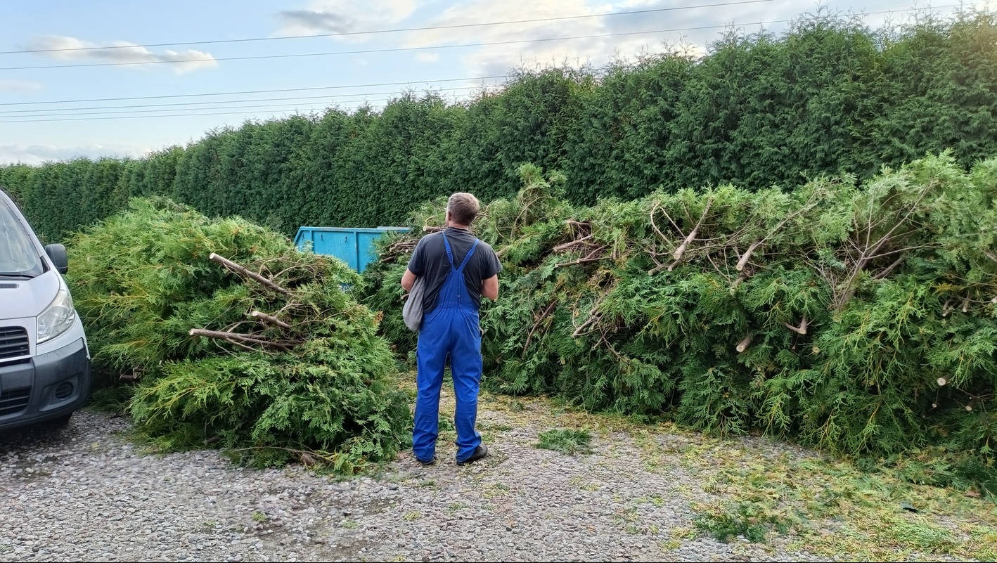Rębakowanie ścinek ze skracania żywopłotu z tui