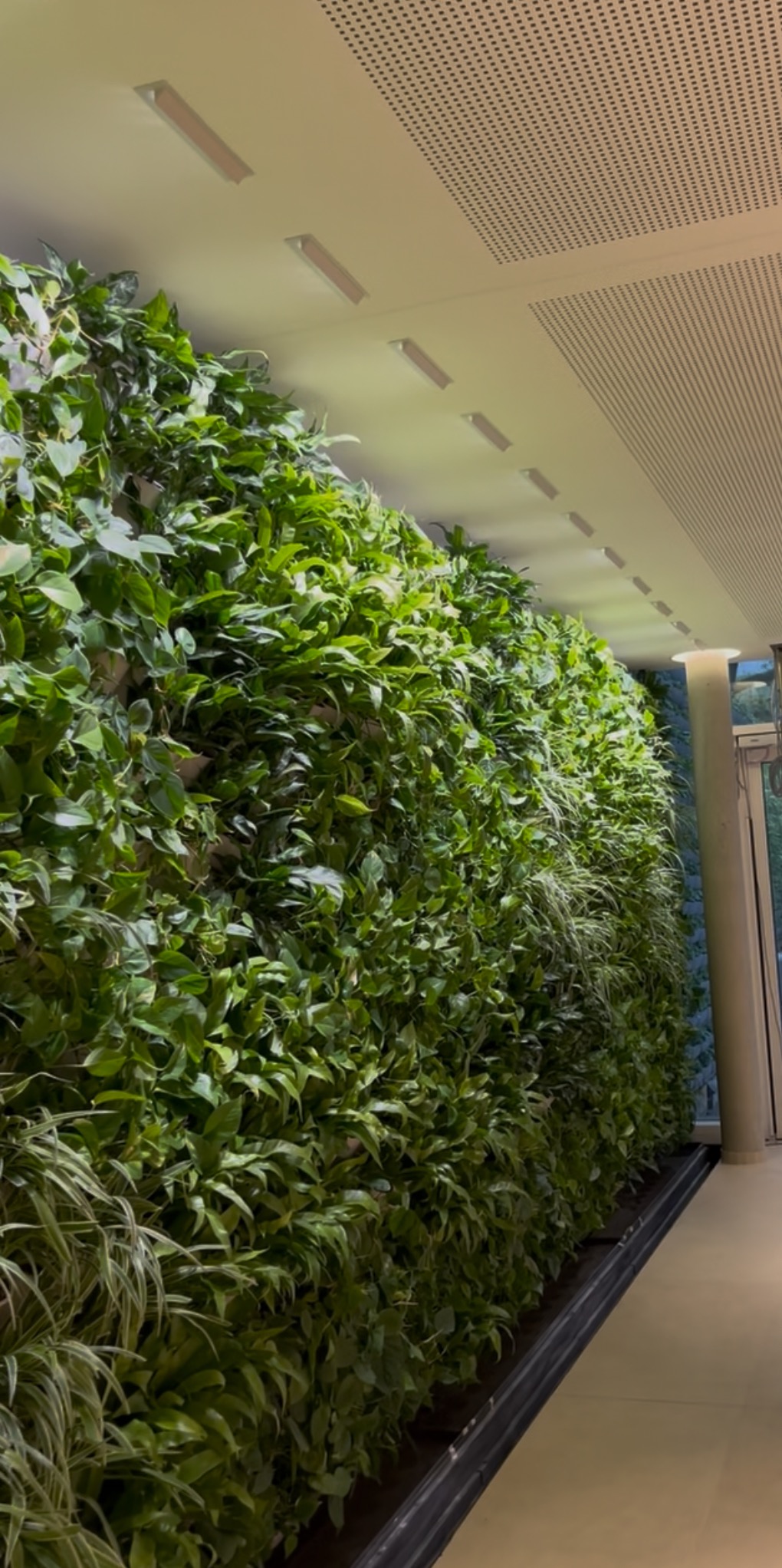 Zielona ściana z roślin wewnątrz budynku, oświetlona lampami sufitowymi. Pionowy ogród w nowoczesnym wnętrzu, widok z dołu.