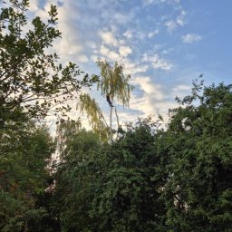 Wycinka drzew Załęże 1