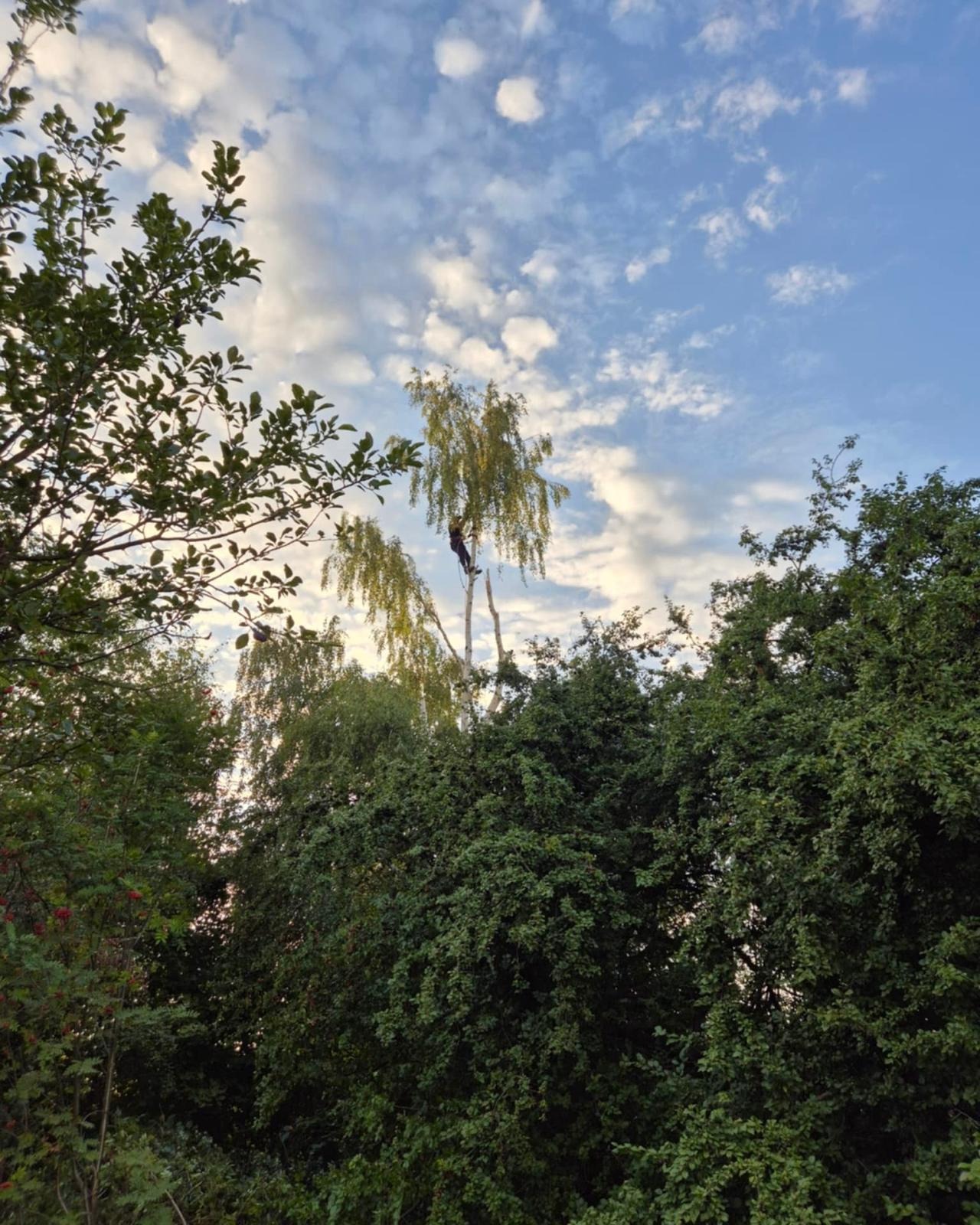 Arborysta na wysokości przycina gałęzie brzozy na tle błękitnego nieba z chmurami. Widok z dołu, otoczony zielenią drzew.
