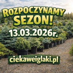 Startujemy jeśli chcesz możemy 3XD Doradzić, Dostarczyć, Dosadzić 