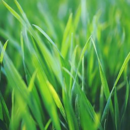 Ryszard Śmietana - Projektowanie ogrod&oacute;w Dębica