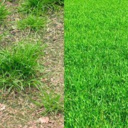 Pielęgnacja ogrodów Kraków 2