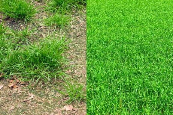 Porównanie trawnika: zaniedbany po lewej, gęsta, soczysta trawa po prawej. Efekt po pielęgnacji, widok z góry, ostre światło.