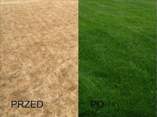 Porównanie stanu trawnika przed i po zabiegach: sucha, brązowa trawa kontra soczysta, zielona darń. Widoczne napisy 'PRZED' i 'PO'.