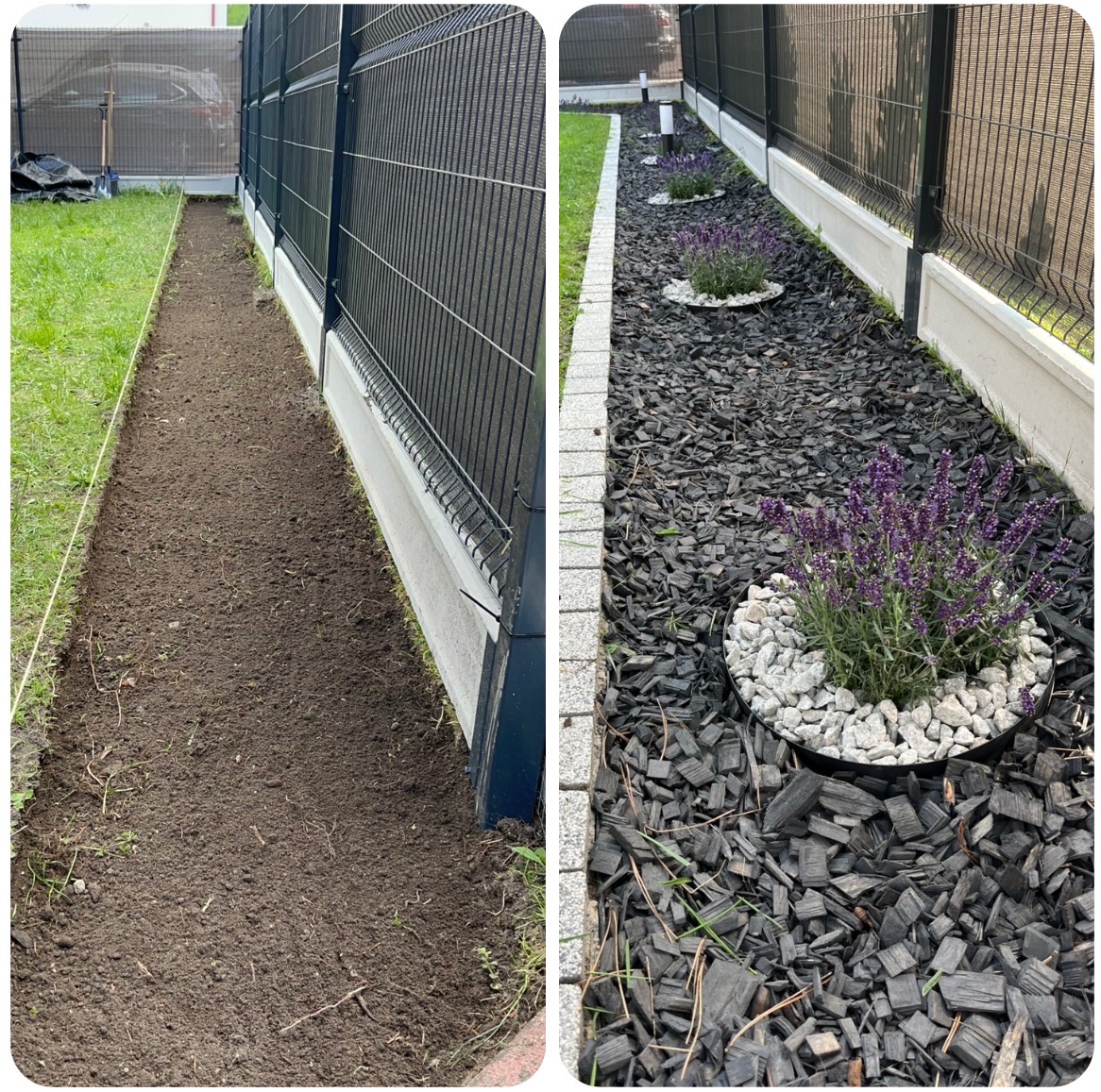 Zdjęcie 'przed i po' ukazuje metamorfozę rabaty wzdłuż ogrodzenia: od przygotowanej ziemi po wyściółkowaną korą i ozdobioną lawendą w kamiennych obwódkach.