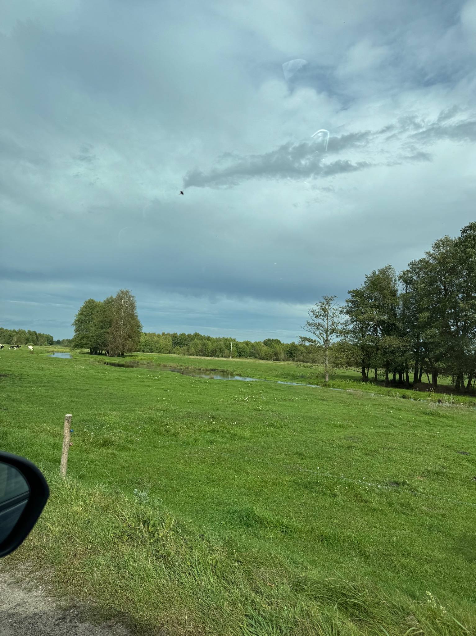 Krajobraz łąki z drzewami i rzeką pod pochmurnym niebem, widziany zza szyby samochodu. W tle las i pasące się krowy. Ujęcie z perspektywy podróżującego.