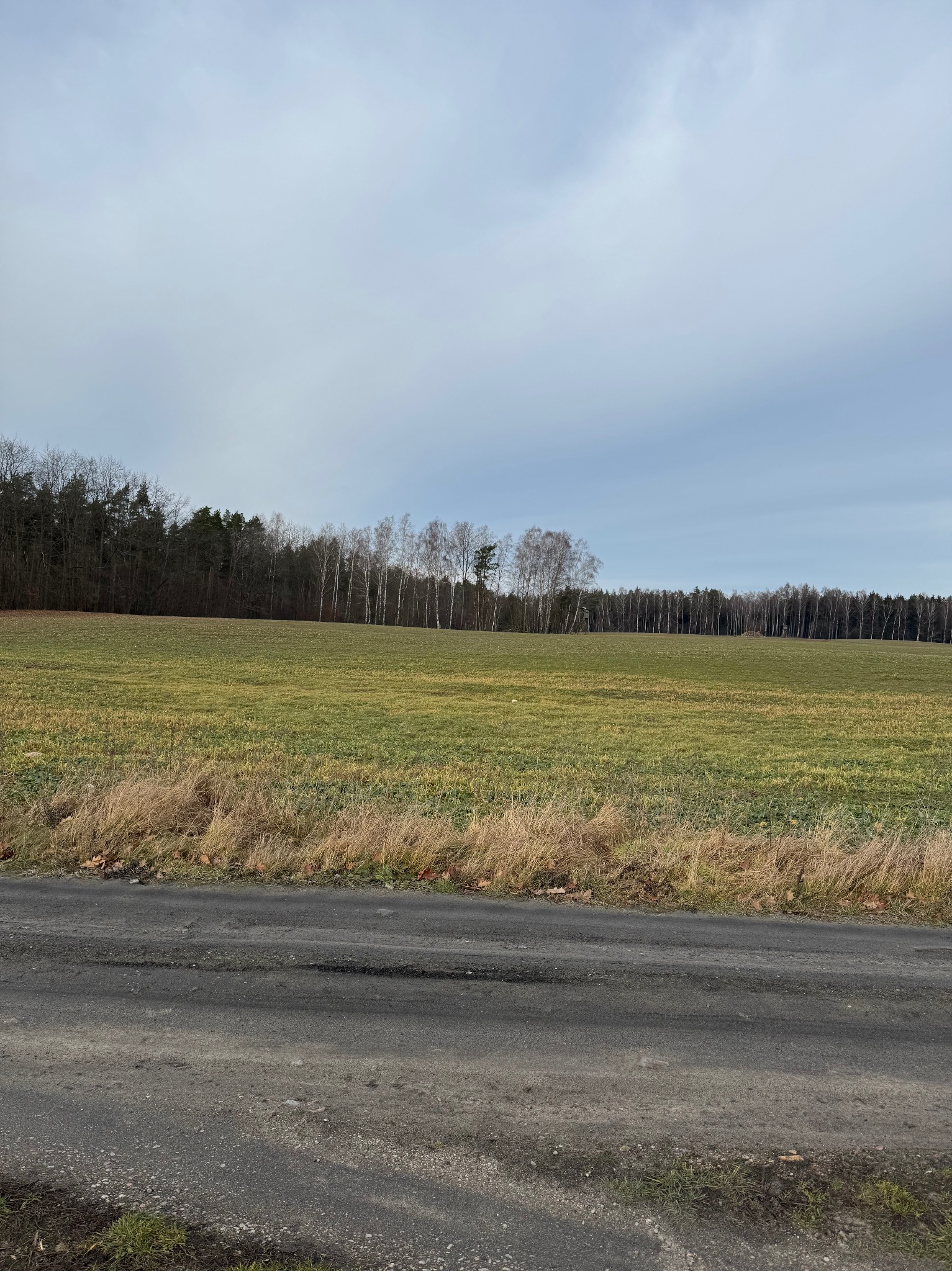 Rozległe pole z rzędem drzew w tle, widziane z poziomu drogi. Dominują stonowane barwy ziemi i nieba, tworząc spokojny krajobraz.