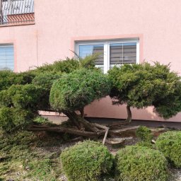 Monika Hnat - Formowane krzewy iglaste przed różową elewacją domu z białymi oknami. Krzewy o fantazyjnych kształtach, z widocznymi konarami i drobnymi kamykami w podłożu.