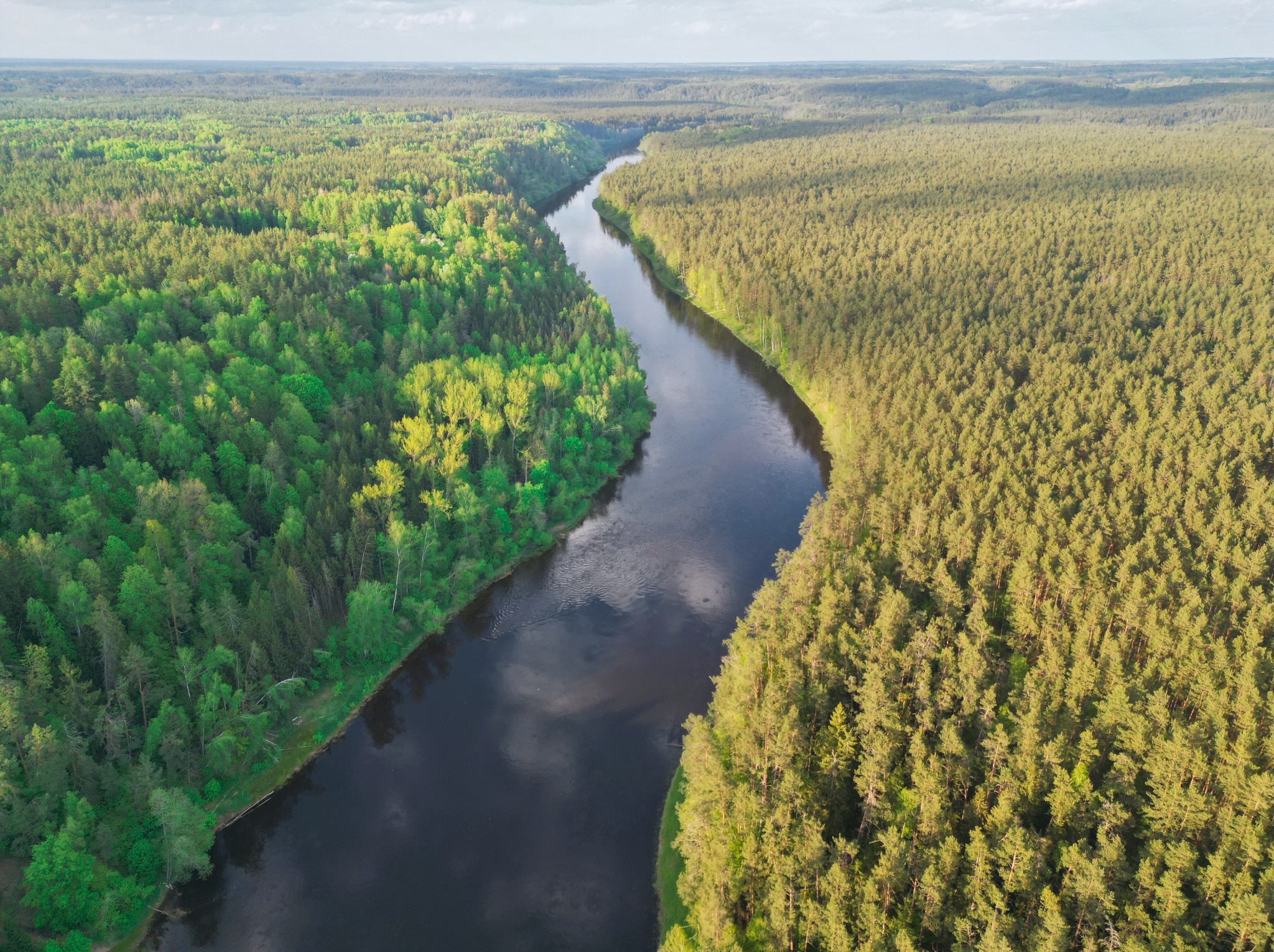 Rezerwat przyrody Zakola Wilii