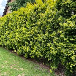 ADmore DAWID DULĘBA - Gęsty, formowany żywopłot z tui szmaragd, oddzielający trawnik od posesji. Widoczne fragmenty domu w tle. Regularne cięcie i intensywna zieleń roślin.