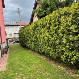 ADmore DAWID DULĘBA - Zadbany żywopłot z tui szmaragdowej oddzielający posesje, widok z perspektywy trawnika. W tle budynki mieszkalne i słup energetyczny.